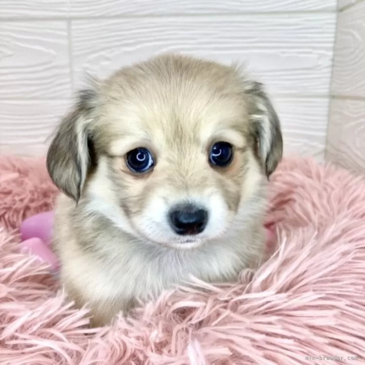 ID：2405-04569の子犬