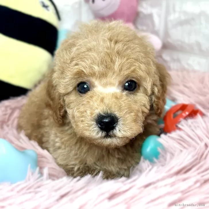 ID：2403-02405の子犬