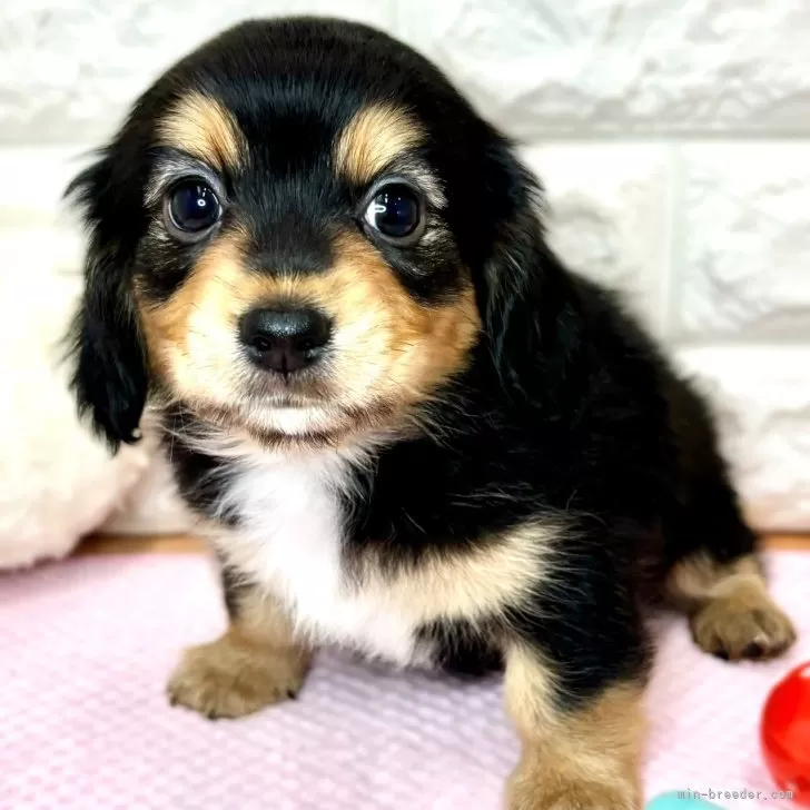 ID：2403-02665の子犬