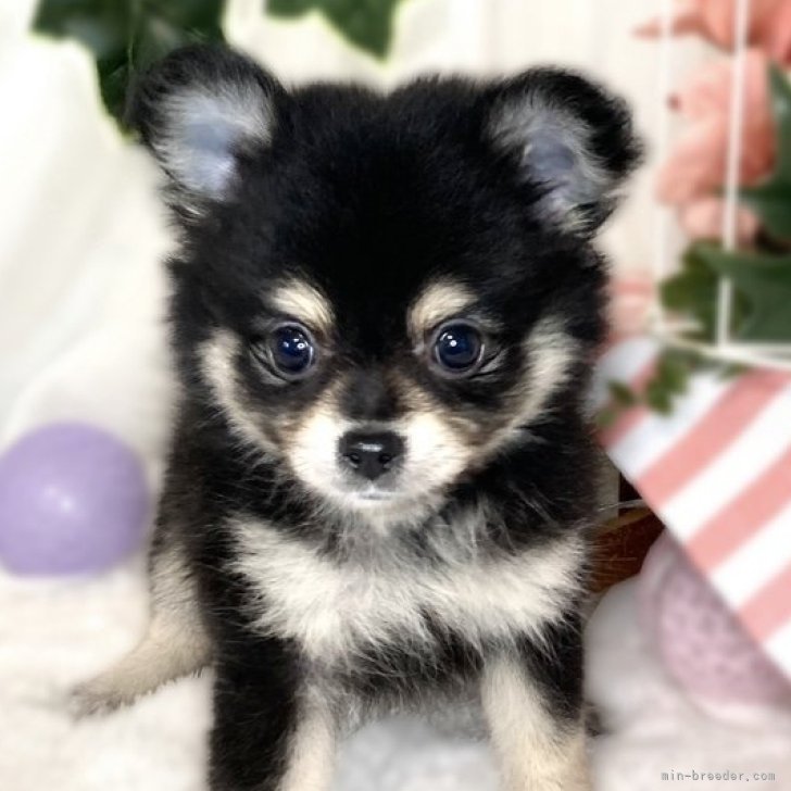 オーダー受付 パネル販売 食パン 犬柄パネル生地 柴犬 チワワ