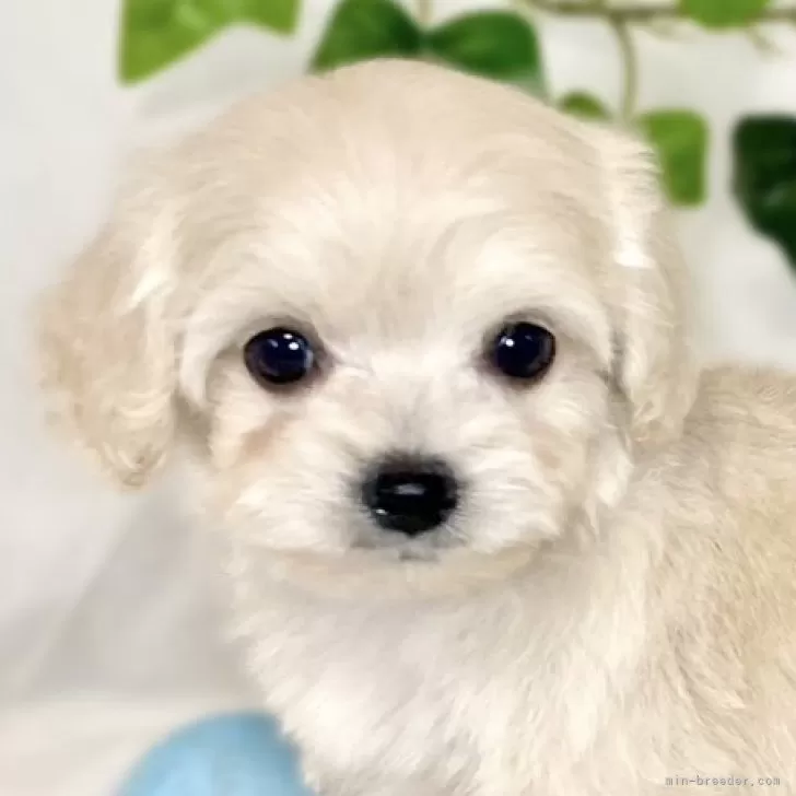 ID:2410-00045の子犬