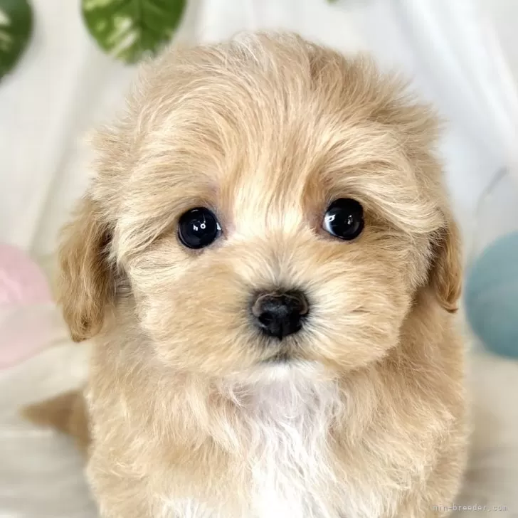 ID:2410-01382の子犬