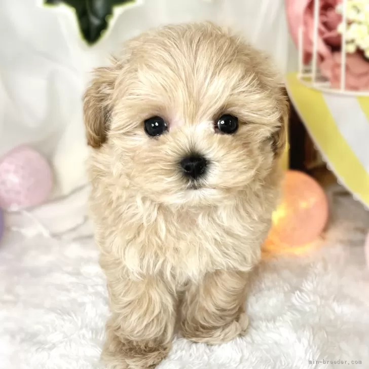ID:2406-05145の子犬