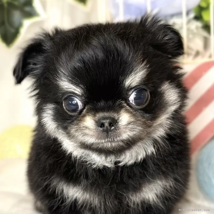 ID：2411-00191の子犬