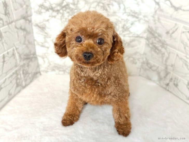 トイプードル(トイ)【・女の子・2020年6月29日・レッド】