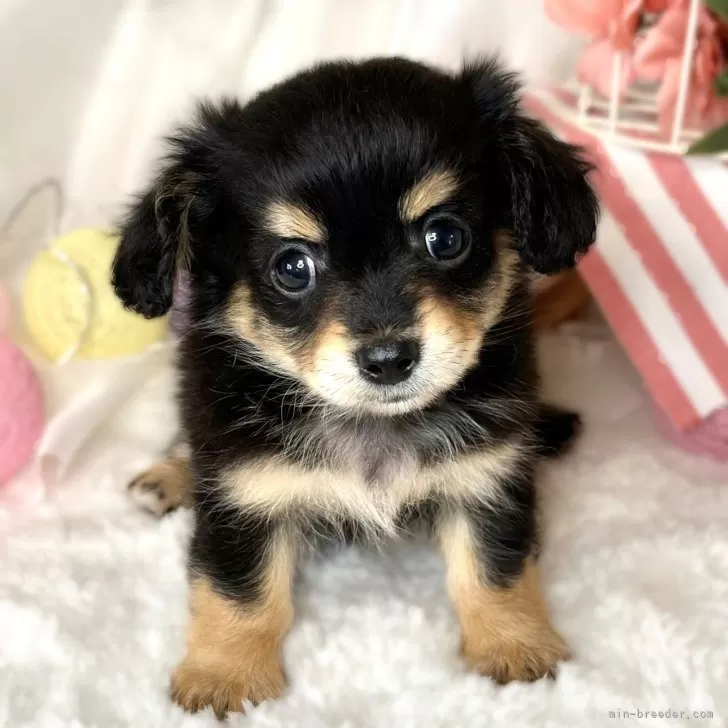 ID:2408-04970の子犬