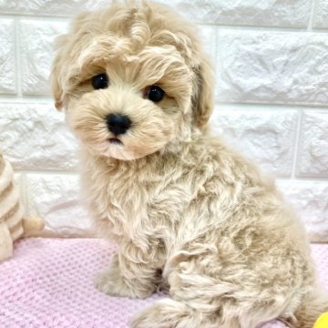 マルプー(トイプードル×マルチーズ)【滋賀県・女の子・2024年4月5日・アプリコット】の写真「ちょっぴり控えめ女の子👧🎵✨」