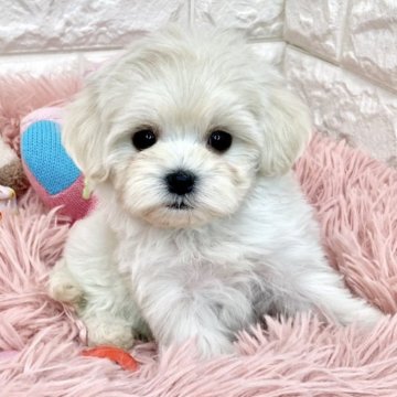 マルプー(トイプードル×マルチーズ)【滋賀県・女の子・2024年4月1日・クリーム】の写真「愛想良しな女の子👧🌷✨」