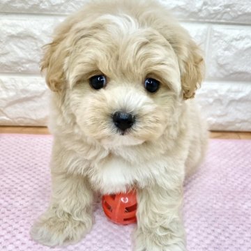 マルプー(トイプードル×マルチーズ)【滋賀県・男の子・2024年4月5日・アプリコット&ホワイト】の写真「恥ずかしがり屋のおっとりさん🐶🍀」