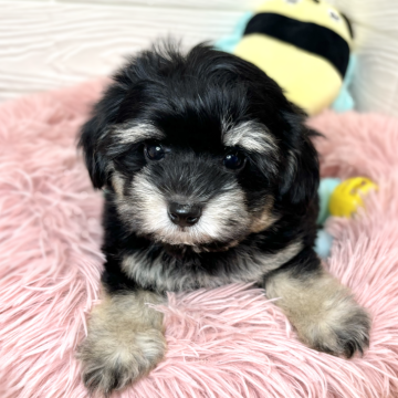 チワプー(チワワ×トイプードル)【滋賀県・男の子・2024年4月17日・ブラック&クリーム】の写真「おっとり優しい男の子🐶🍀✨」