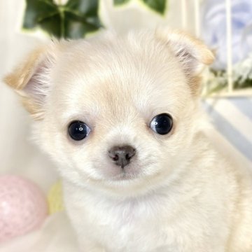 チワワ(ロング)【滋賀県・男の子・2024年9月16日・クリーム】の写真「好奇心旺盛な男の子🐶🚀」