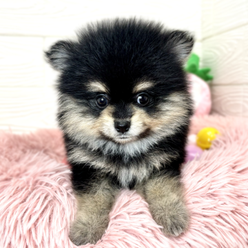 ポメラニアン【滋賀県・女の子・2024年3月19日・ブラック&タン】の写真「好奇心旺盛なおてんば娘👧🌻✨」