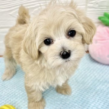 マルプー(トイプードル×マルチーズ)【滋賀県・女の子・2024年4月3日・クリーム】の写真「好奇心旺盛な女の子👧🎵✨」