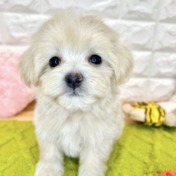 マルプー(マルチーズ×トイプードル)【滋賀県・女の子・2024年4月2日・クリーム&ホワイト】の写真「マイペースな女の子👧🎵✨」