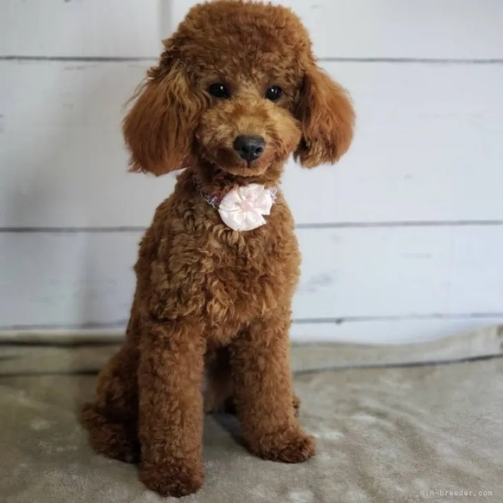 M.Ｉ 様のお迎えした子犬