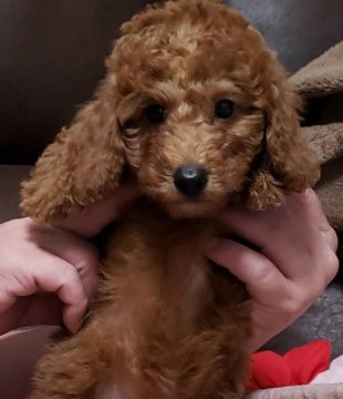 トイプードル(トイ)【愛媛県・男の子・2021年6月28日・レッド】の写真「おっとりした子で、のんびり屋さん。」