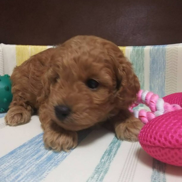 トイプードル(トイ)【愛媛県・女の子・2022年5月5日・アプリコット】の写真「とってもマイペースです。」