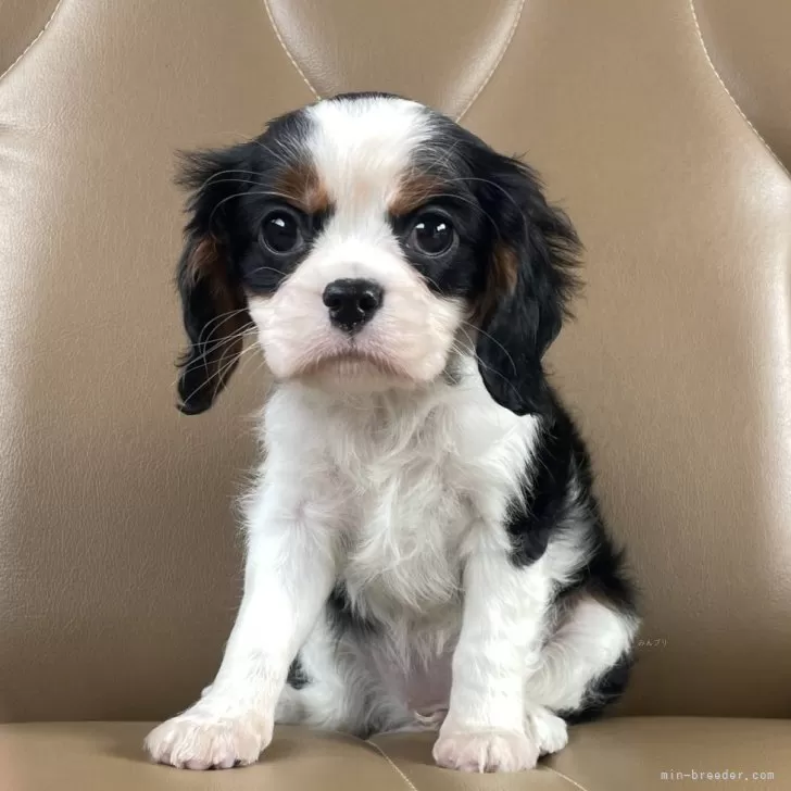 ID：2501-07522の子犬