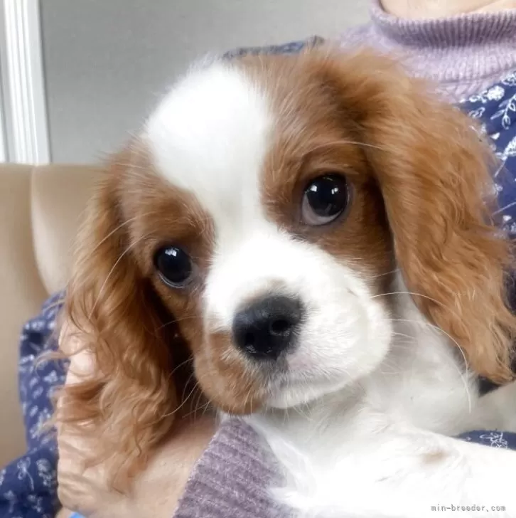 ID:2412-06369の子犬