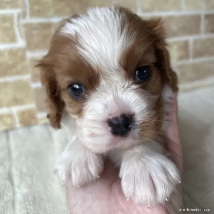 プリンセスプー 様のお迎えした子犬
