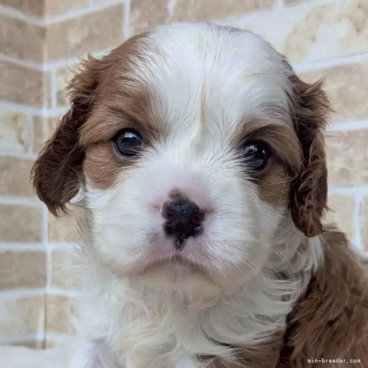 ソノミ 様のお迎えした子犬