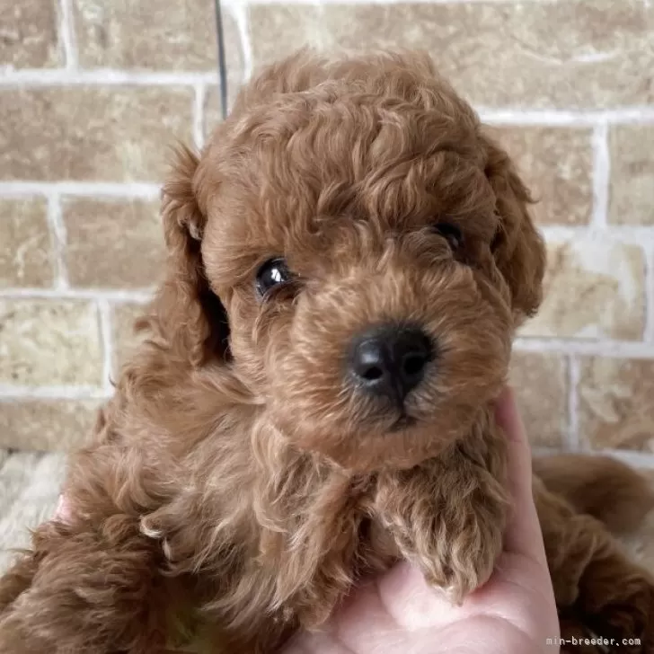 ID:2507-06361の子犬