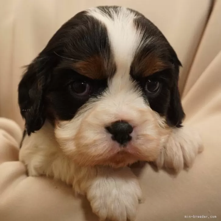ID:2501-07525の子犬