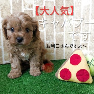 キャバプー(トイプードル×キャバリア)【鹿児島県・男の子・2025年10月18日・レッド】の写真「とても愛嬌の良い子です。」
