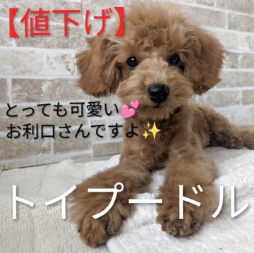 トイプードル(トイ)【鹿児島県・女の子・2025年7月20日・レッド】の写真「とても愛嬌の良い子です。」