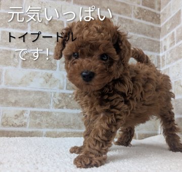 トイプードル(トイ)【鹿児島県・女の子・2025年10月6日・レッド】の写真「とても愛嬌の良い子です。」
