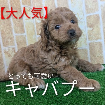 ミックス(トイプードル×ミックス)【鹿児島県・女の子・2025年10月22日・レッド】の写真「とても愛嬌の良い子です。」