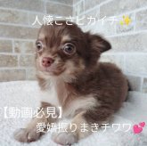 チワワ(ロング)