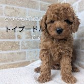 トイプードル(トイ)