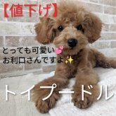 トイプードル(トイ)