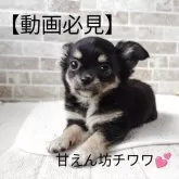 チワワ(ロング)