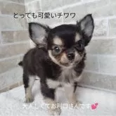 チワワ(スムース)