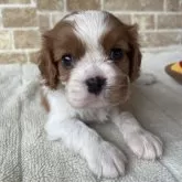 キャバリア【鹿児島県・女の子・2025年6月1日・ブレンハイム】の写真2