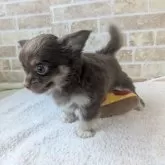 チワワ(ロング)【鹿児島県・男の子・2025年8月22日・チョコタン】の写真3