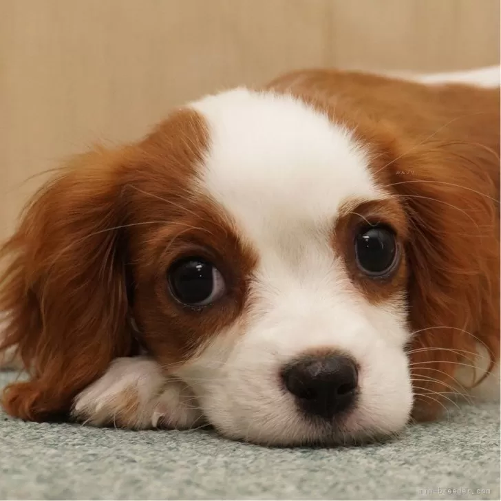ID:2406-07161の子犬