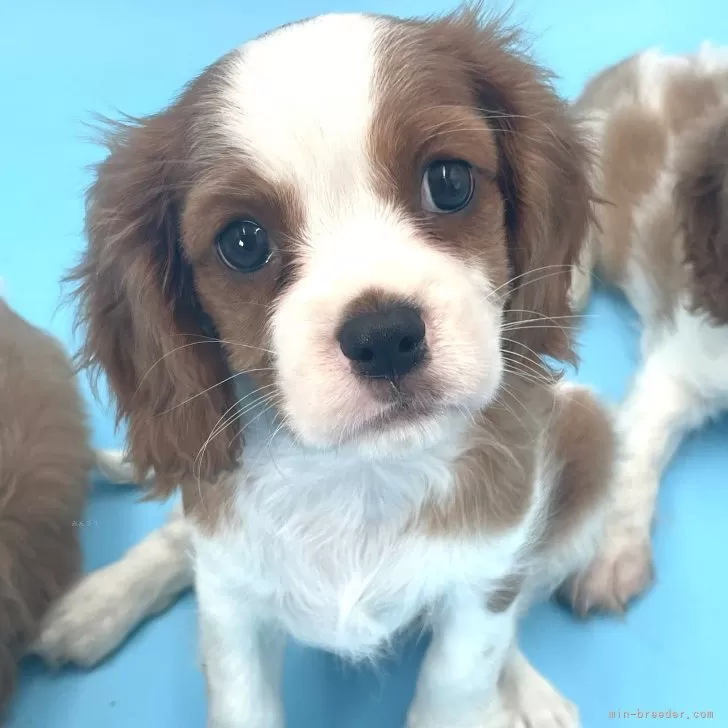 ID:2409-07770の子犬
