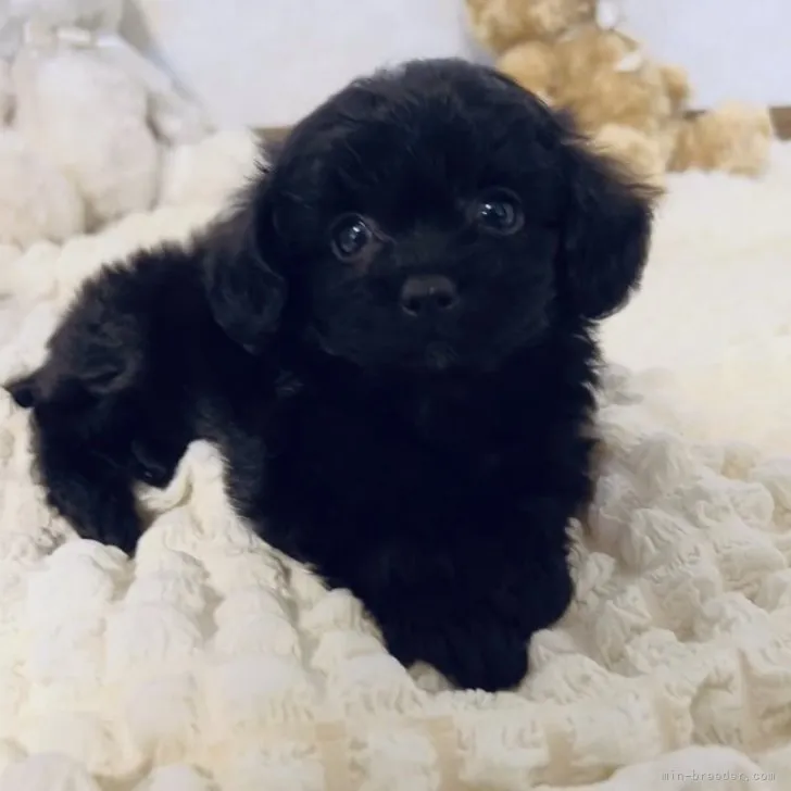 ID：2306-02262の子犬