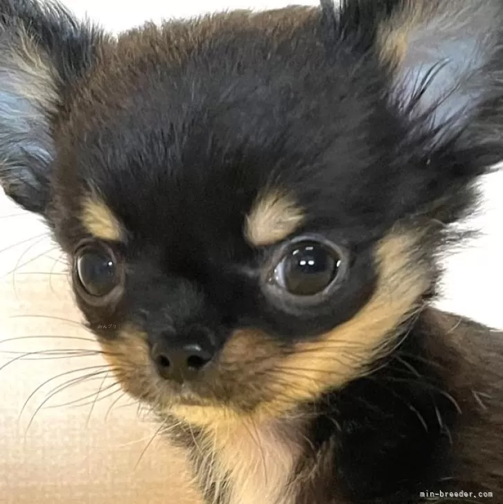 ID:2403-04489の子犬
