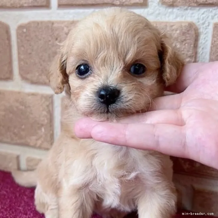 ID：2306-02270の子犬