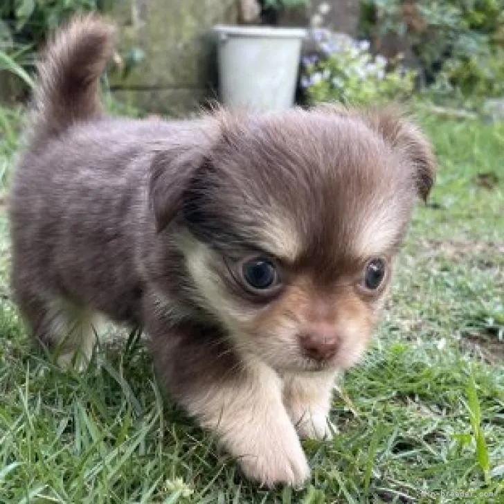 わさあず 様のお迎えした子犬