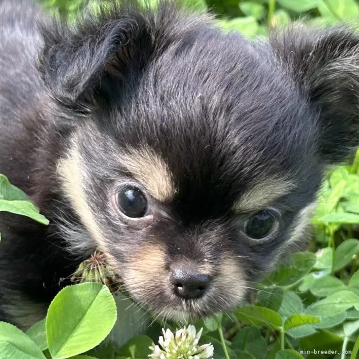 ID：2406-02641の子犬