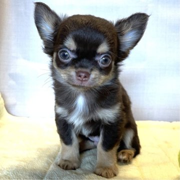 チワワ(ロング)【鹿児島県・男の子・2024年2月10日・ブラック&タン】の写真「コロコロ可愛い男子です。」