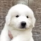 グレートピレニーズ