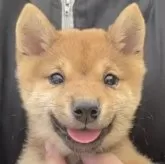 豆柴【宮崎県・男の子・2025年9月5日・赤】の写真1「動画も新しく載せました」