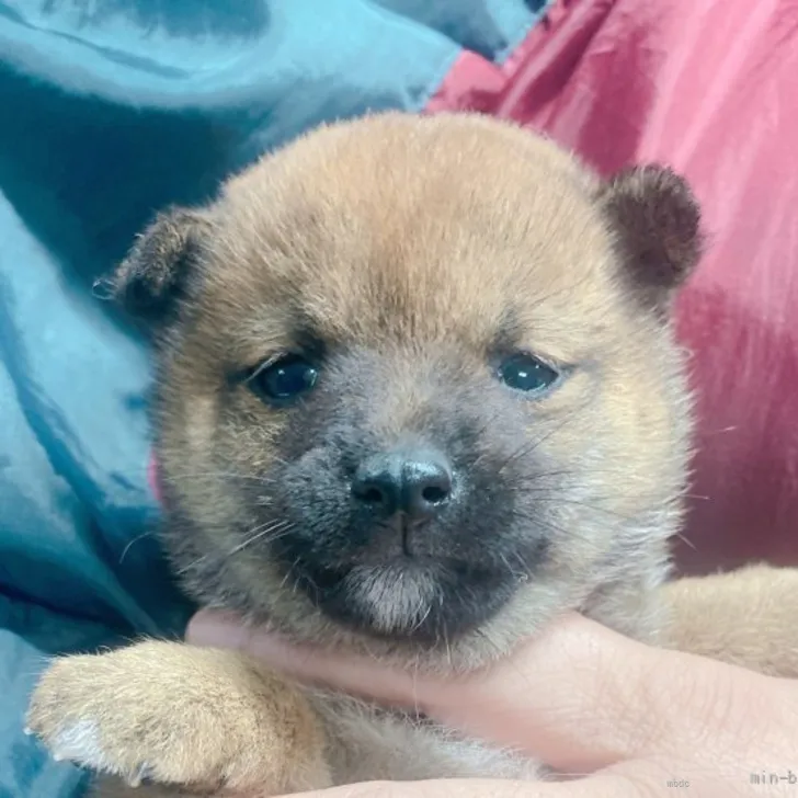 まる 様のお迎えした子犬