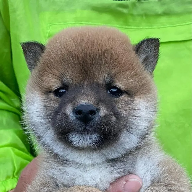 Y.Y 様のお迎えした子犬